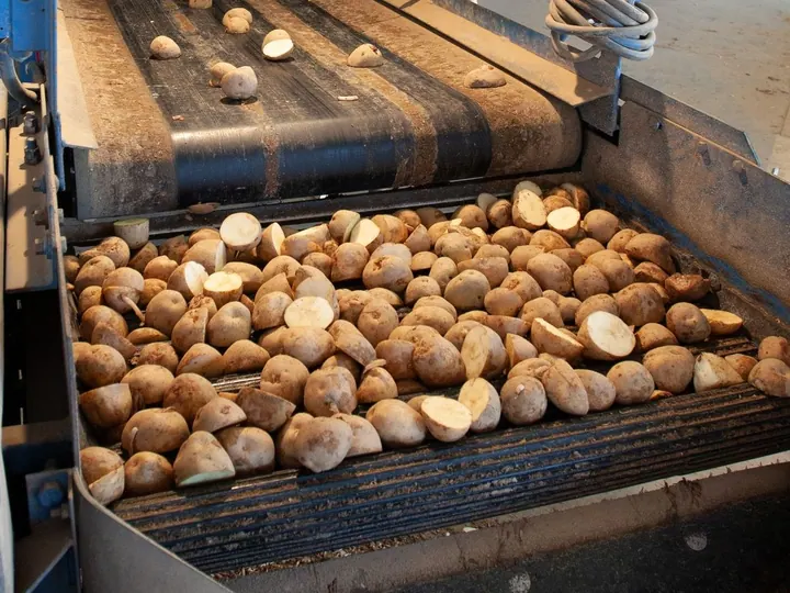 Potatoes moving along a conveyor through a processing machine